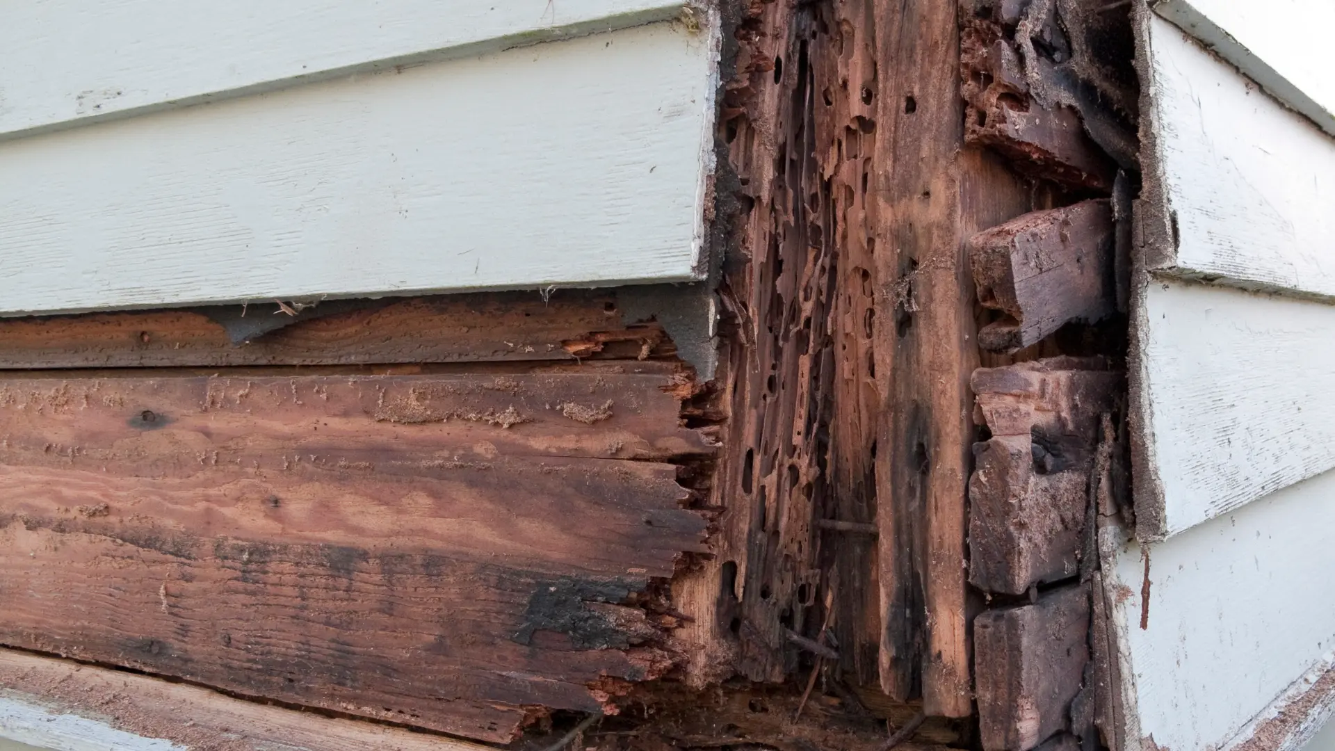 Woodworm treatment in Shetland: timber damaged by woodworm behind external cladding
